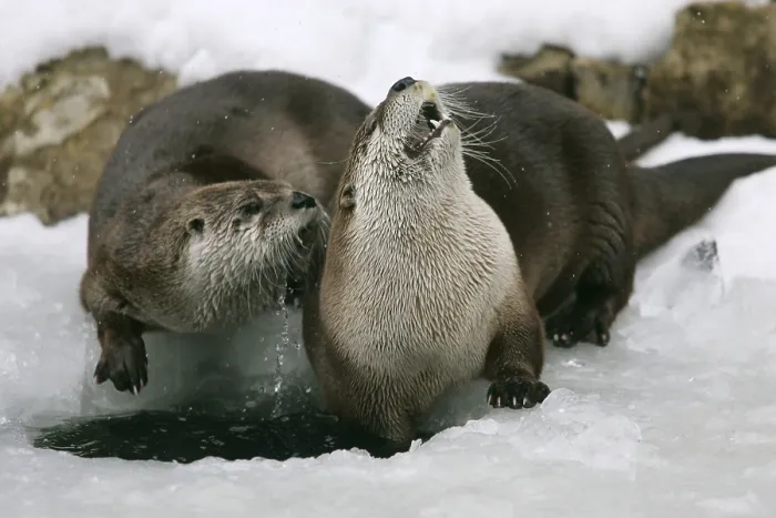 Framed Print : Canadian Otter at icehole (Lutra canadensis) Framed Print : Canadian Otter at icehole (Lutra canadensis)