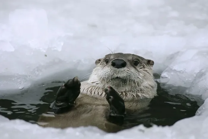 Framed Print : Canadian otter looking out of ice hole (Lutra canadensis)