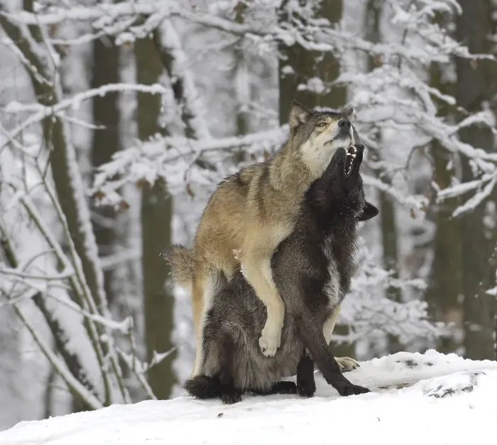 Framed Print : Canadian timber wolves (Canis lupus lycaon) in winter Framed Print : Canadian timber wolves (Canis lupus lycaon) in winter