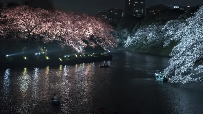 Framed Print : Canal with colored illuminated cherry trees on the shore at night