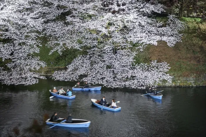 Framed Print : Canal with rowing boats in front of blooming cherry trees on a canal at night