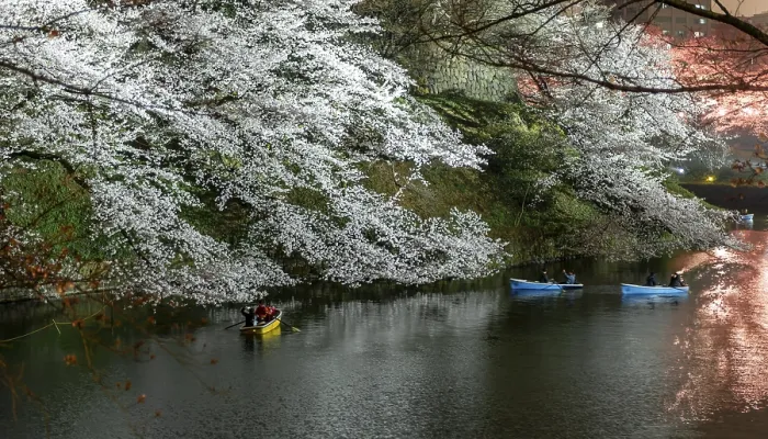 Framed Print : Canal with rowing boats in front of blooming cherry trees on a canal at night