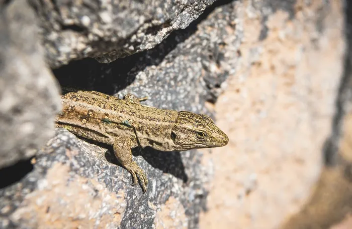 Framed Print : Canarian Lizard (Gallotia galloti) looks out from rock ledge Framed Print : Canarian Lizard (Gallotia galloti) looks out from rock ledge