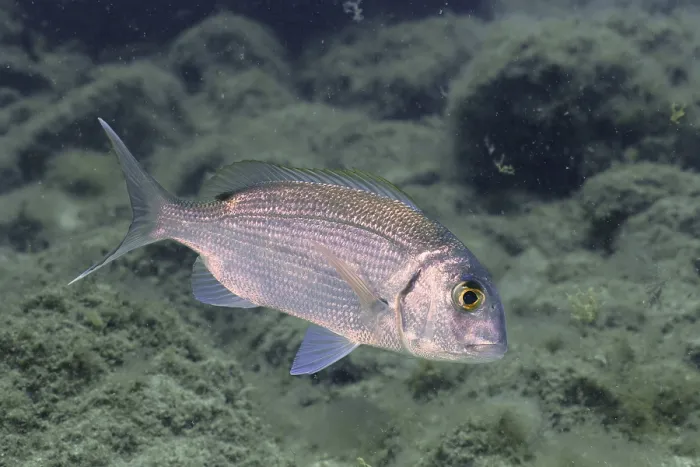 Framed Print : Canary bream (Dentex canariensis)