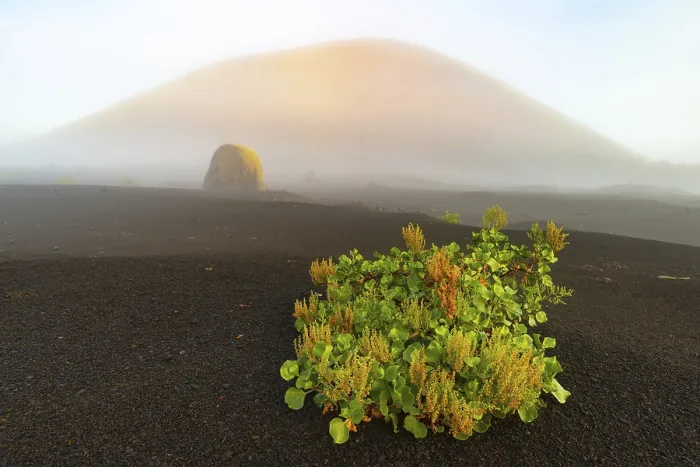 Framed Print : Canary Island dock (Rumex lunaria) and lava bomb in front of the Caldera Colorada Framed Print : Canary Island dock (Rumex lunaria) and lava bomb in front of the Caldera Colorada