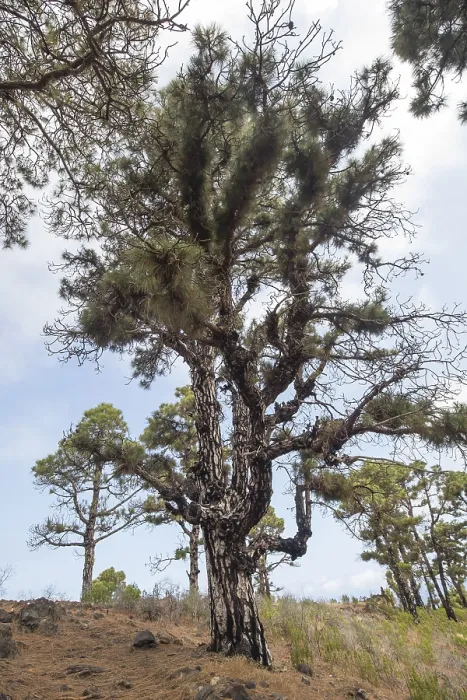 Framed Print : Canary Island Pine (Pinus canariensis)