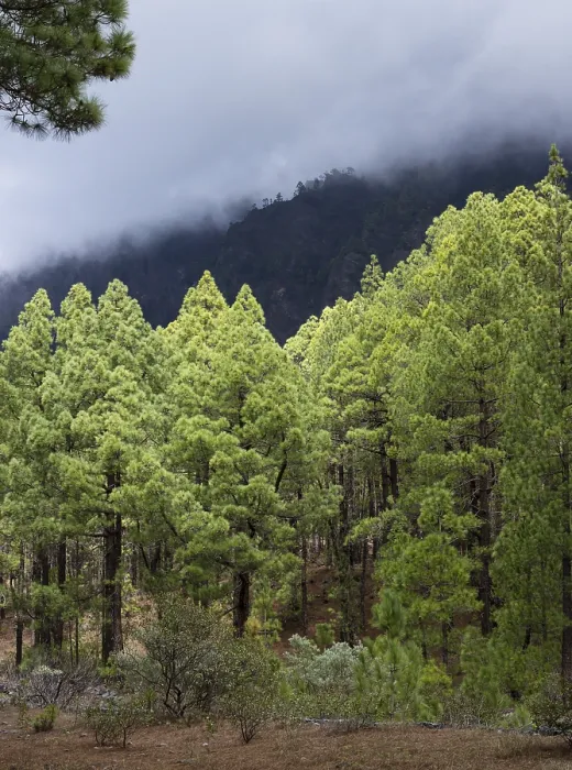 Framed Print : Canary Island pine (Pinus canariensis) Parque Nacional de la Caldera de Taburiente