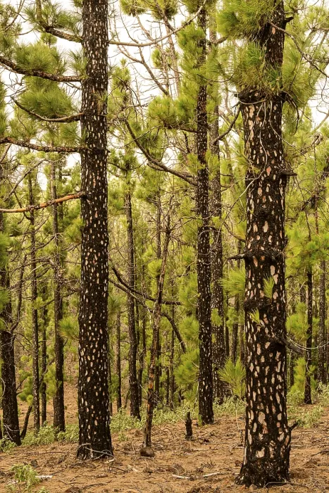 Framed Print : Canary Island pine (Pinus canariensis) with young shoots after a forest fire