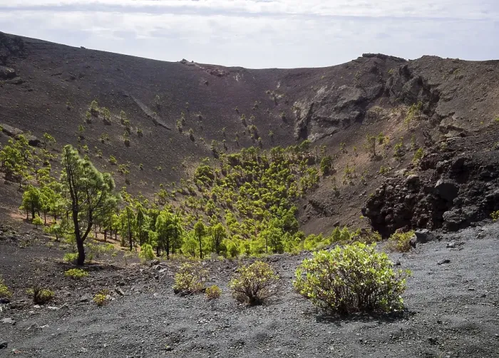 Framed Print : Canary Island pines (Pinus canariensis) growing in the crater of the San Antonio volcano