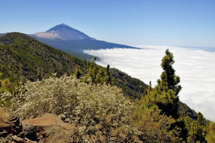 Framed Print : Canary Island pines (Pinus canariensis) in volcanic landscape