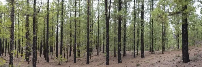 Framed Print : Canary pines after a forest fire