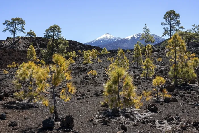 Framed Print : Canary pines (Pinus canariensis) in volcanic landscape