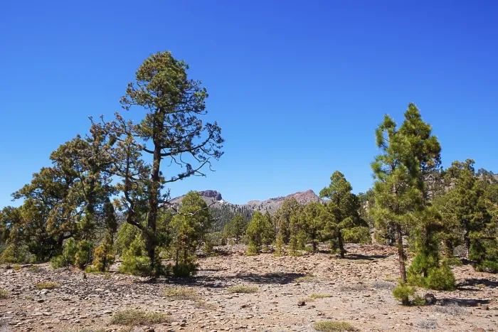 Framed Print : Canary (Pinus canariensis) pine forest on the way to the Sombrero de Chasna