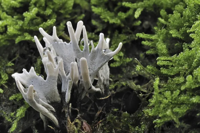 Framed Print : Candlestick fungus (Xylaria hypoxylon) Framed Print : Candlestick fungus (Xylaria hypoxylon)