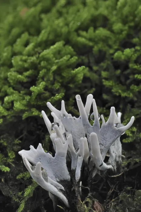 Framed Print : Candlestick fungus (Xylaria hypoxylon)