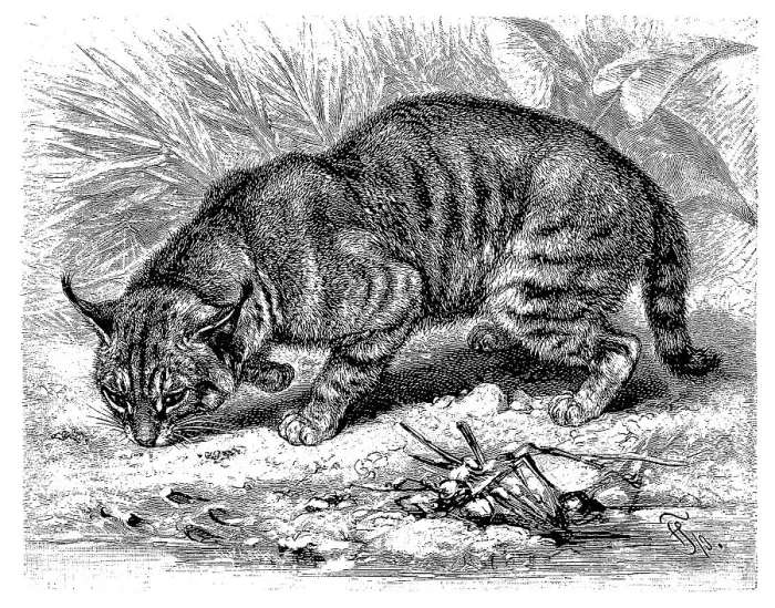 Framed Print : Cane cat, also called swamp fox (Felis chaus) Framed Print : Cane cat, also called swamp fox (Felis chaus)