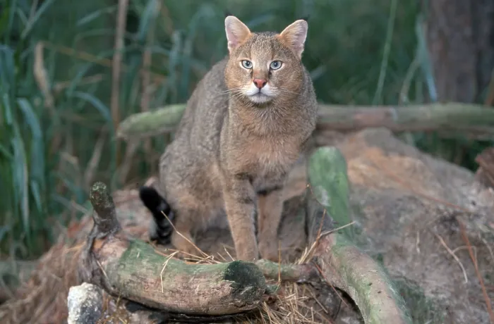 Framed Print : Cane cat, Jungle cat (Felis chaus), Swamp cat Framed Print : Cane cat, Jungle cat (Felis chaus), Swamp cat