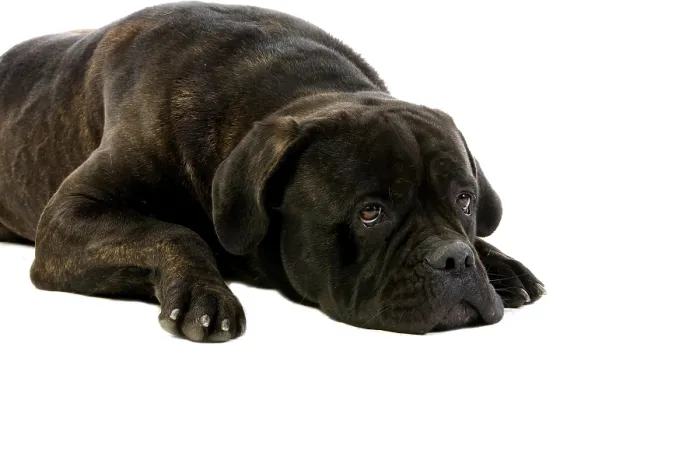 Framed Print : CANE CORSO, A DOG BREED FROM ITALY
