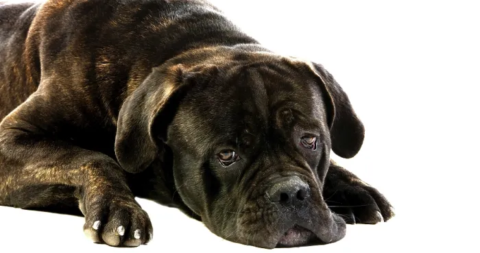 Framed Print : Cane Corso, a Dog Breed from Italy Framed Print : Cane Corso, a Dog Breed from Italy