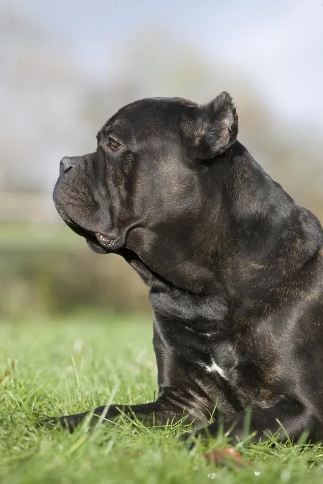 Framed Print : Cane Corso, a Dog Breed from Italy