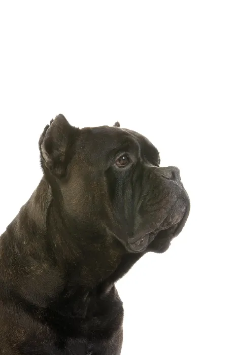 Framed Print : Cane Corso, a Dog Breed from Italy