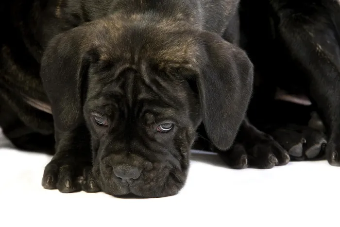 Framed Print : CANE CORSO, A DOG BREED FROM ITALY Framed Print : CANE CORSO, A DOG BREED FROM ITALY