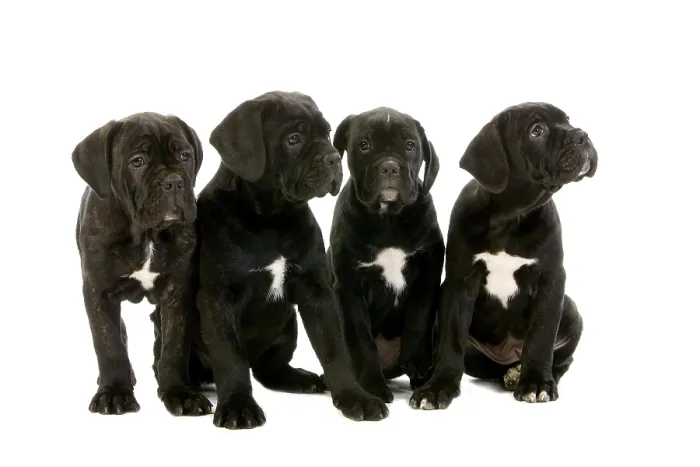Framed Print : CANE CORSO, A DOG BREED FROM ITALY