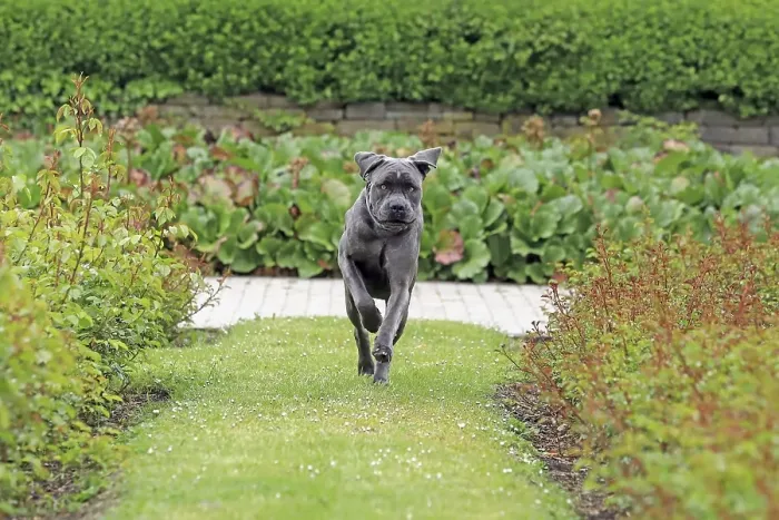 Framed Print : Cane Corso Italiano