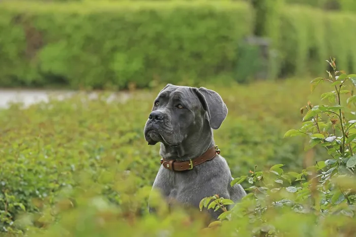 Framed Print : Cane Corso Italiano