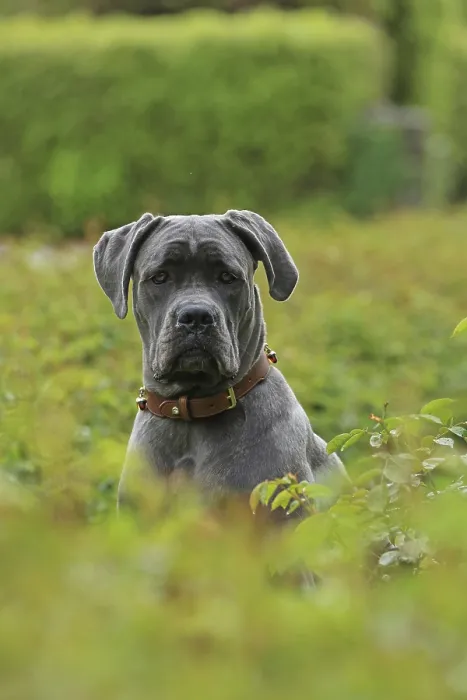 Framed Print : Cane Corso Italiano