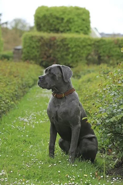 Framed Print : Cane Corso Italiano Framed Print : Cane Corso Italiano