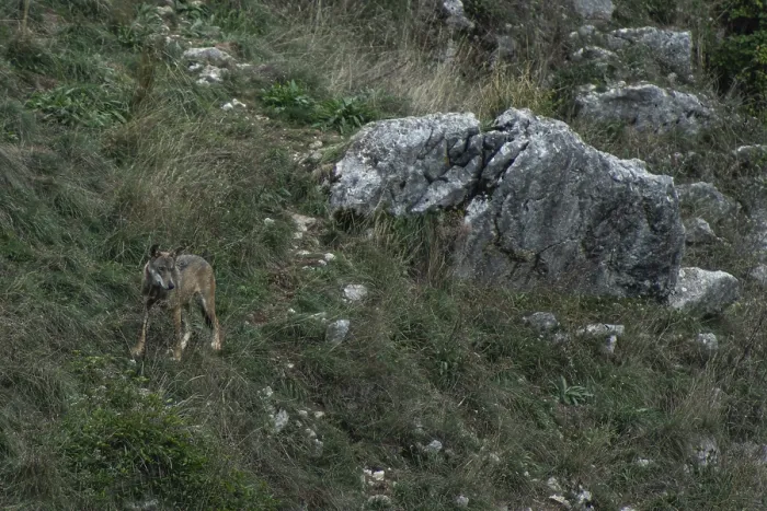 Framed Print : Canis lupus, Abruzzo National Park, italy Framed Print : Canis lupus, Abruzzo National Park, italy
