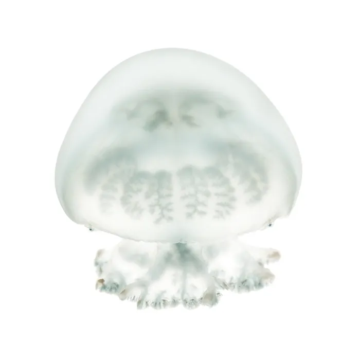 Framed Print : Cannonball jellyfish or cabbagehead jellyfish