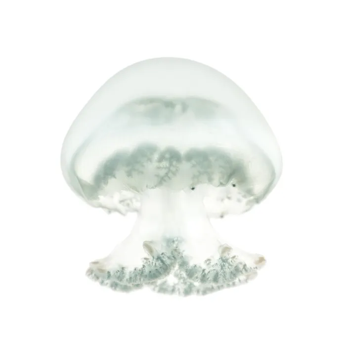 Framed Print : Cannonball jellyfish or cabbagehead jellyfish