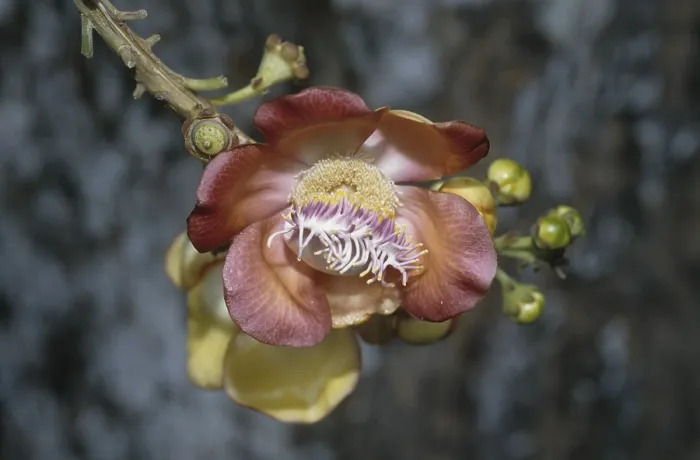 Framed Print : Cannonball tree (Couroupita guianensis)