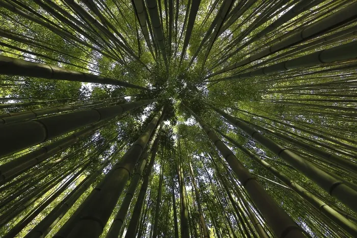 Framed Print : Canopy of a bamboo forest, Les Bambous du Mandarin Framed Print : Canopy of a bamboo forest, Les Bambous du Mandarin