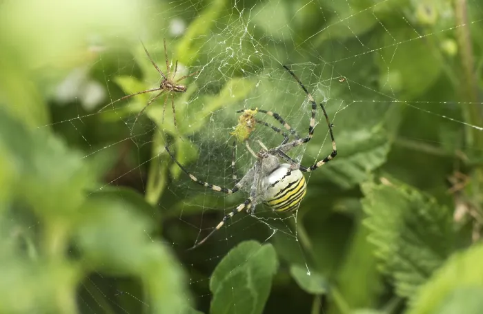 Framed Print : Canopy spider (Linyphia triangularis) lurking in the web of a wasp spider (Argiope bruennichi) to steal its prey