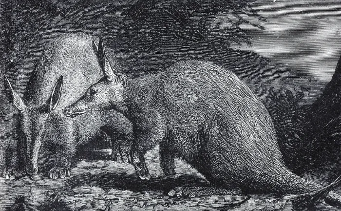 Framed Print : Cape aardvark (Orycheropus capensis)