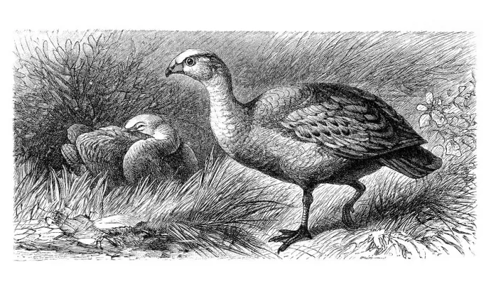 Framed Print : Cape barren, Cereopsis goose (Cereopsis novae hollandiae)