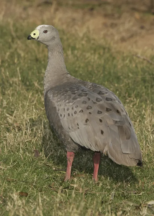 Framed Print : Cape Barren Goose (Cereopsis novaehollandiae) Framed Print : Cape Barren Goose (Cereopsis novaehollandiae)