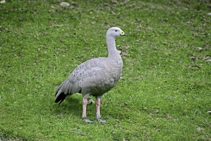 Framed Print : Cape Barren Goose (cereopsis novaehollandiae)