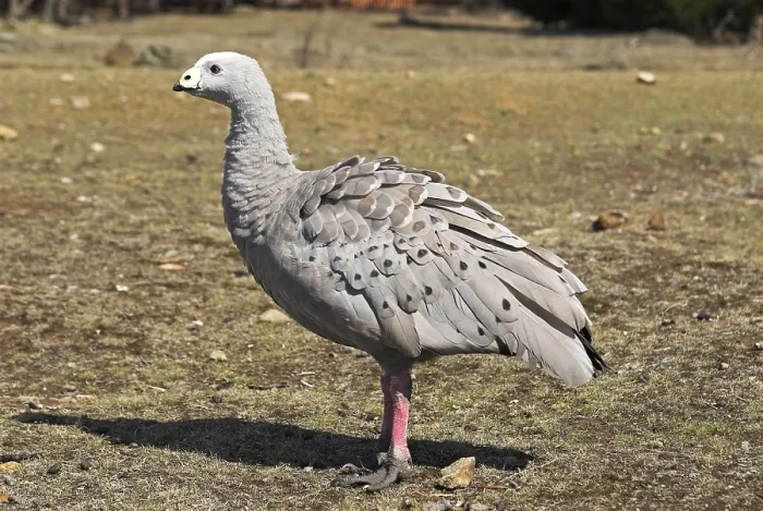 Framed Print : Cape Barren Goose, Cereopsis novaehollandiae