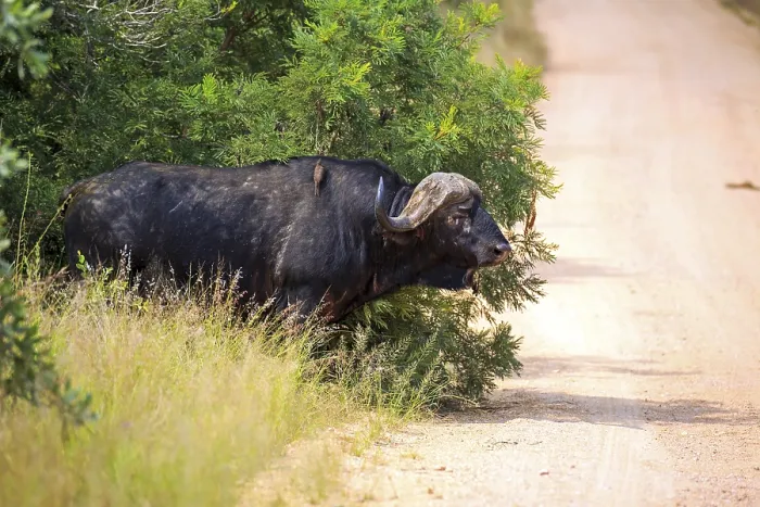 Framed Print : Cape buffalo