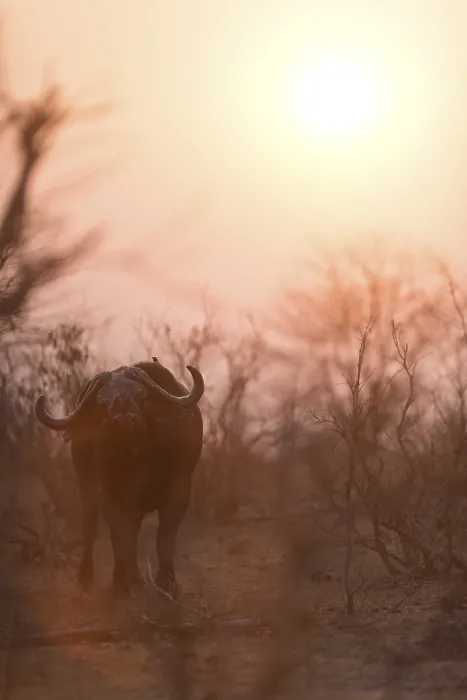Framed Print : Cape buffalo also known as African buffalo in the wilderness