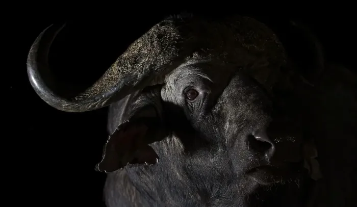 Framed Print : Cape buffalo (Syncerus caffer)