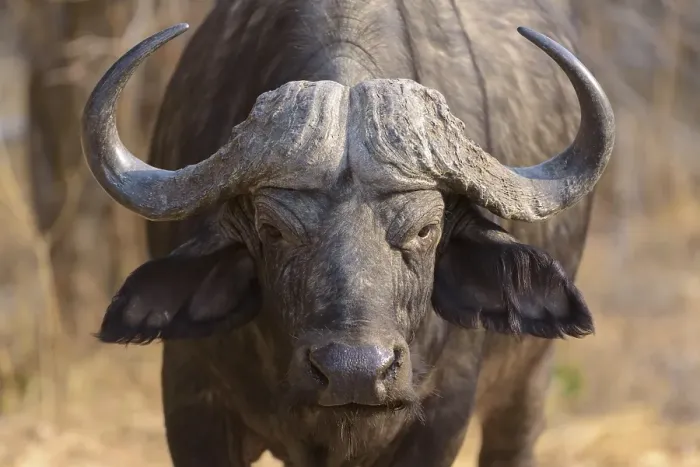 Framed Print : Cape buffalo (Syncerus caffer)