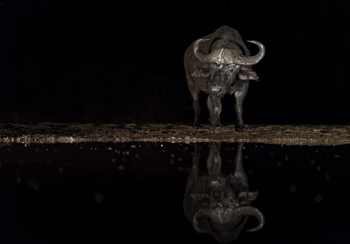 Framed Print : Cape buffalo (Syncerus caffer) at waterhole at night Framed Print : Cape buffalo (Syncerus caffer) at waterhole at night