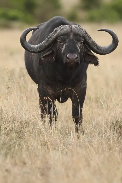 Framed Print : Cape buffalo in the wilderness of Africa