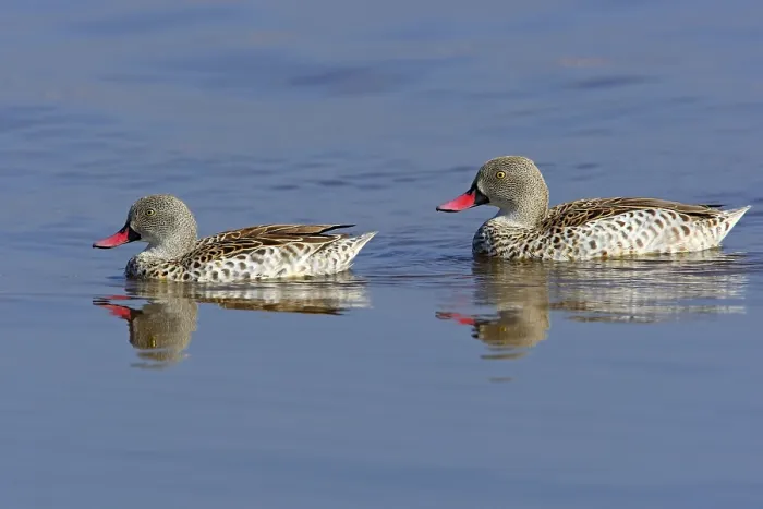 Framed Print : Cape cape teal (Anas capensis) adult pair