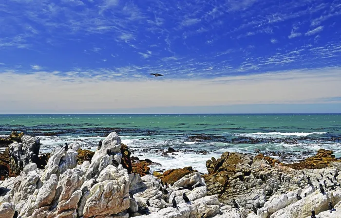 Framed Print : Cape Cormorants at Boulders Beach in Simons Town on the Cape Peninsula in South Africa
